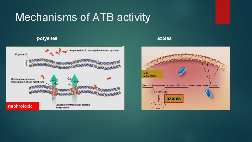 Mechanisms of ATB activity polyenes azoles Cell membrane azoles nephrotoxic 