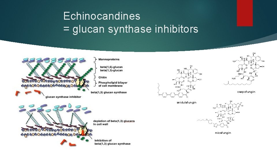 Echinocandines = glucan synthase inhibitors caspofungin anidulafungin micafungin 