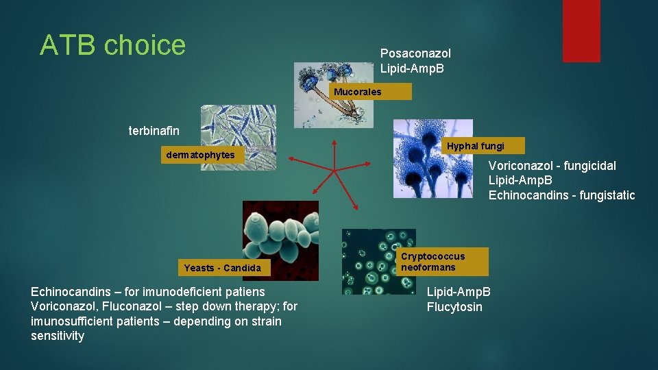 ATB choice Posaconazol Lipid-Amp. B Mucorales terbinafin dermatophytes Yeasts - Candida Echinocandins – for