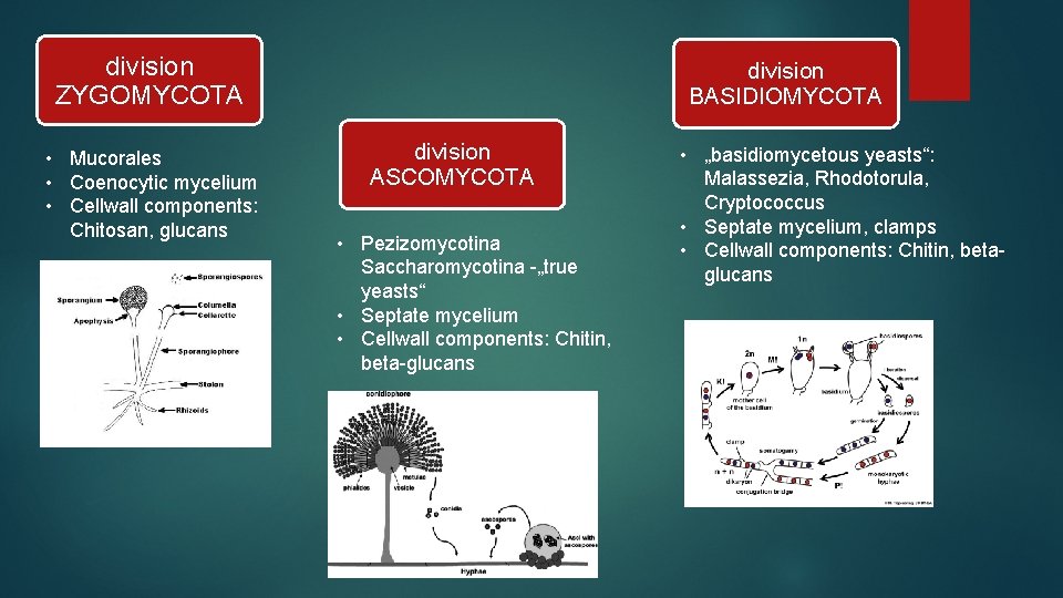 division ZYGOMYCOTA • Mucorales • Coenocytic mycelium • Cellwall components: Chitosan, glucans division BASIDIOMYCOTA