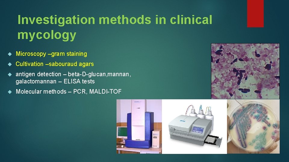 Investigation methods in clinical mycology Microscopy –gram staining Cultivation –sabouraud agars antigen detection –