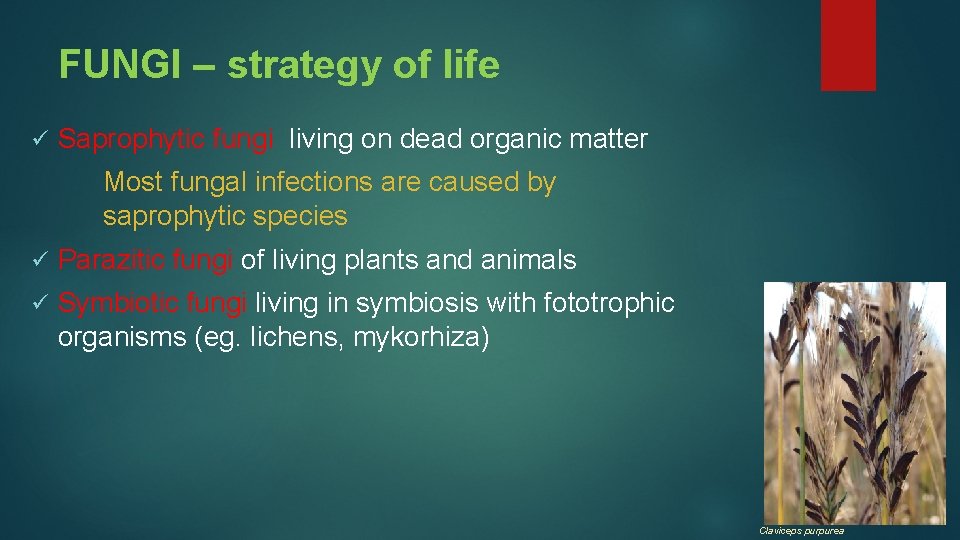 FUNGI – strategy of life ü Saprophytic fungi living on dead organic matter Most