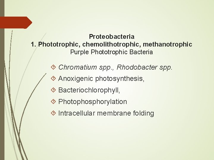 Proteobacteria 1. Phototrophic, chemolithotrophic, methanotrophic Purple Phototrophic Bacteria Chromatium spp. , Rhodobacter spp. Anoxigenic