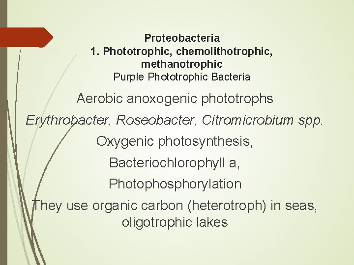 Proteobacteria 1. Phototrophic, chemolithotrophic, methanotrophic Purple Phototrophic Bacteria Aerobic anoxogenic phototrophs Erythrobacter, Roseobacter, Citromicrobium