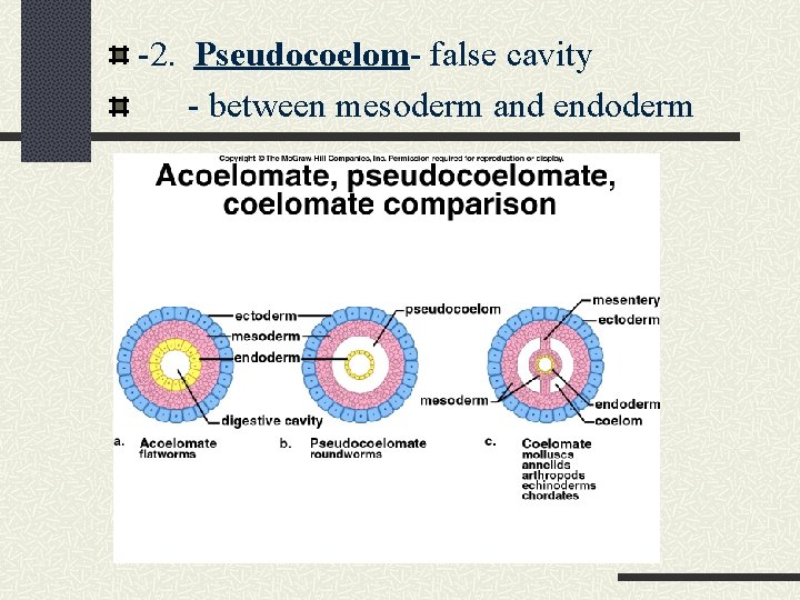 -2. Pseudocoelom- false cavity - between mesoderm and endoderm 