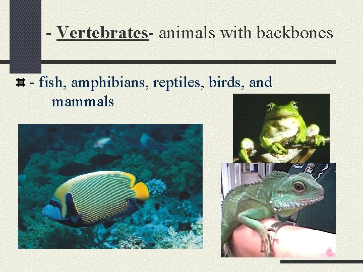 - Vertebrates- animals with backbones - fish, amphibians, reptiles, birds, and mammals 
