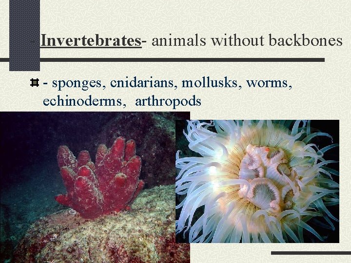 - Invertebrates- animals without backbones - sponges, cnidarians, mollusks, worms, echinoderms, arthropods 