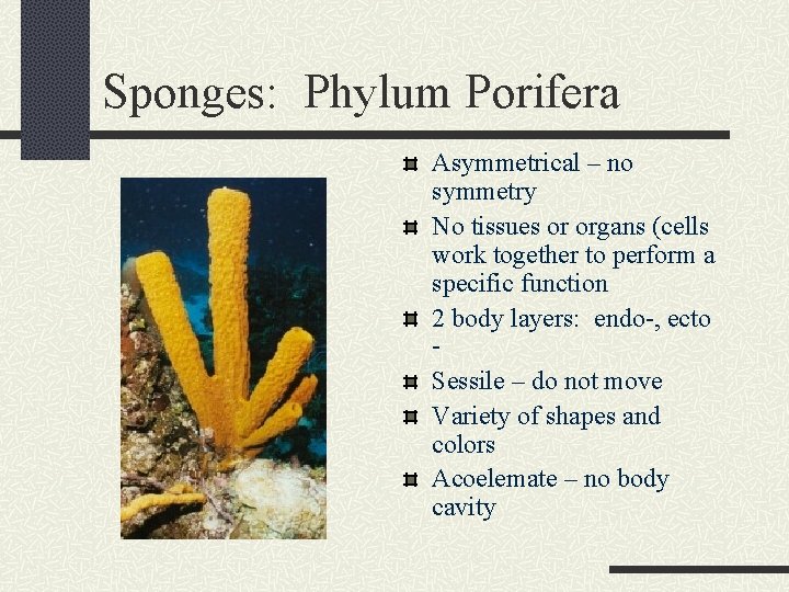 Sponges: Phylum Porifera Asymmetrical – no symmetry No tissues or organs (cells work together