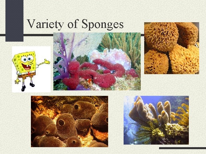 Variety of Sponges 