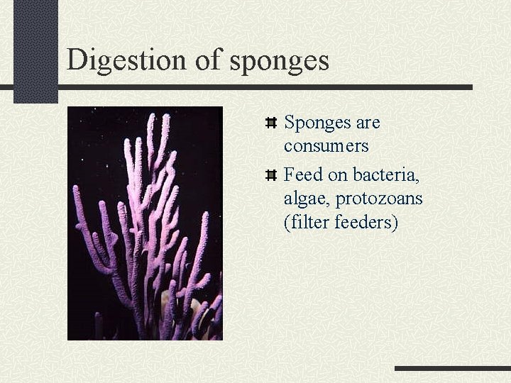 Digestion of sponges Sponges are consumers Feed on bacteria, algae, protozoans (filter feeders) 