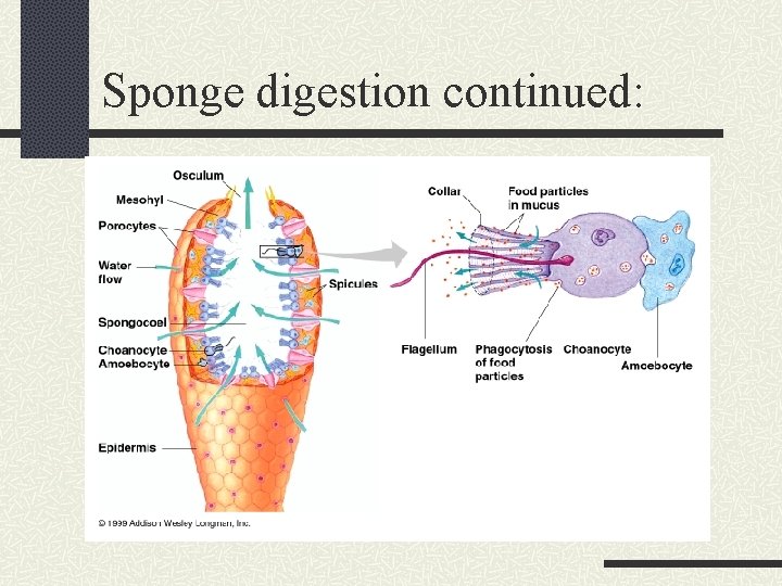 Sponge digestion continued: 