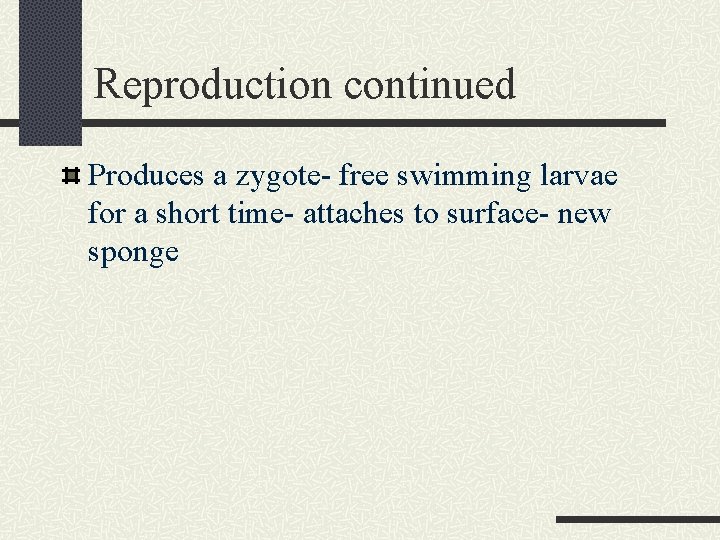 Reproduction continued Produces a zygote- free swimming larvae for a short time- attaches to