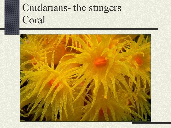 Cnidarians- the stingers Coral 