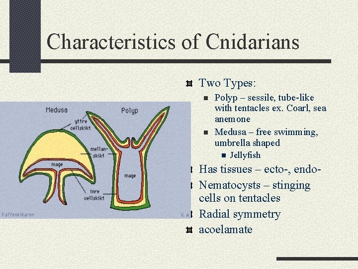 Characteristics of Cnidarians Two Types: n n Polyp – sessile, tube-like with tentacles ex.