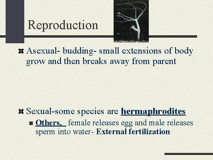 Reproduction Asexual- budding- small extensions of body grow and then breaks away from parent