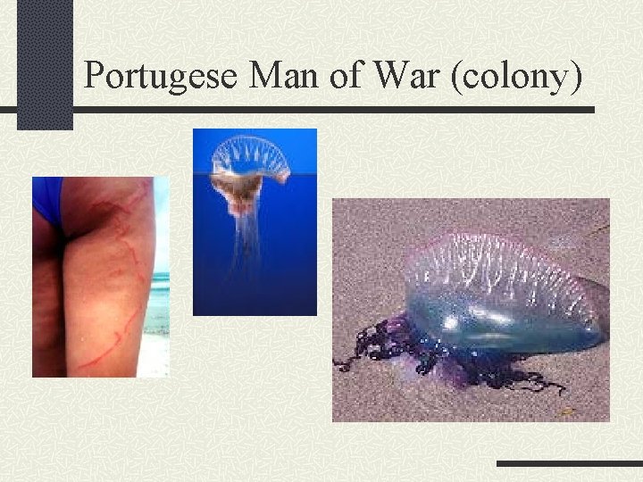 Portugese Man of War (colony) 