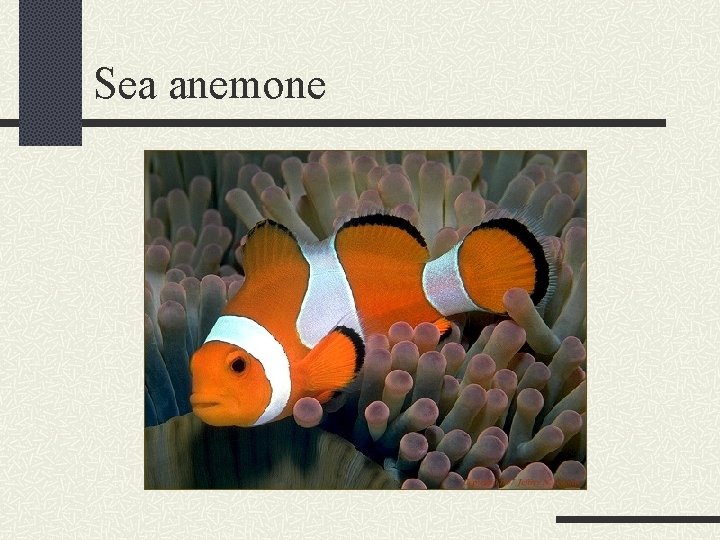 Sea anemone 