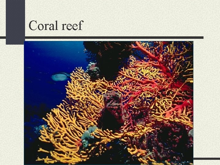 Coral reef 