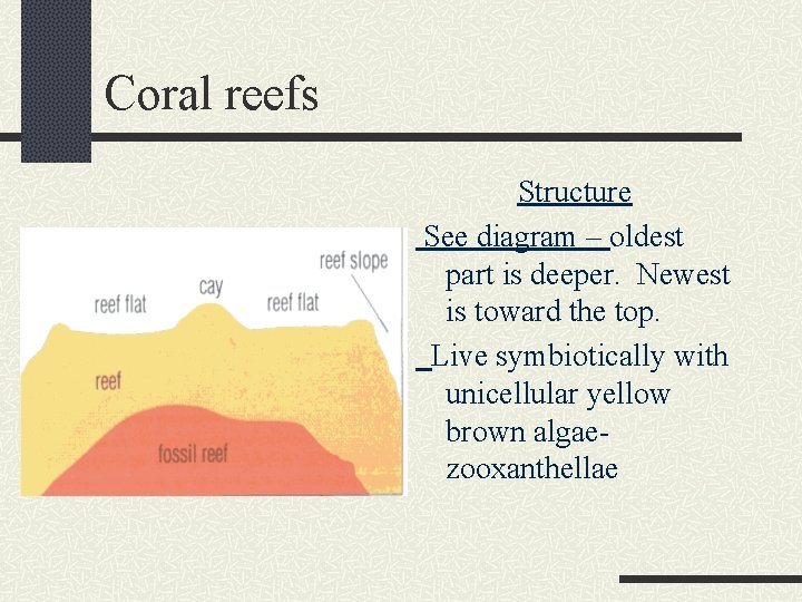 Coral reefs Structure See diagram – oldest part is deeper. Newest is toward the