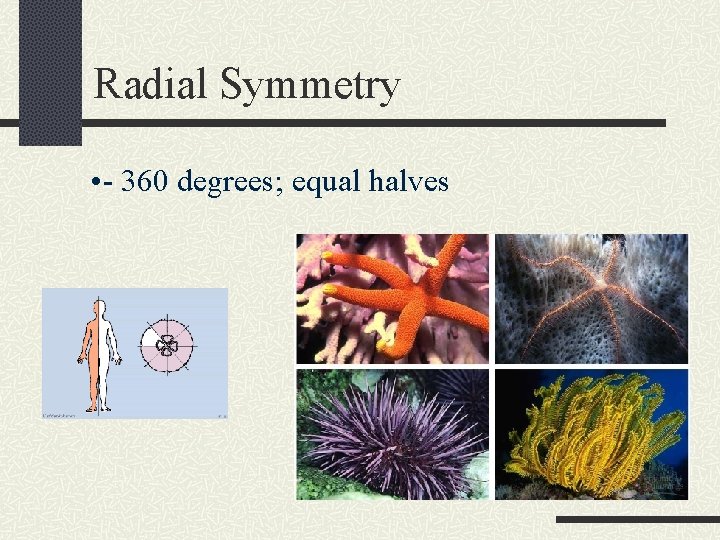 Radial Symmetry • - 360 degrees; equal halves 