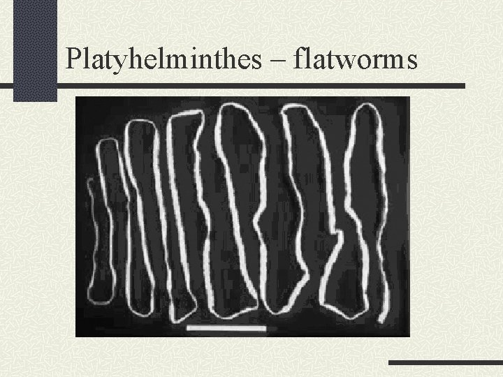 Platyhelminthes – flatworms 