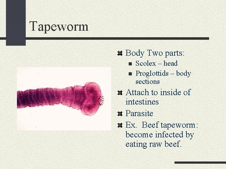 Tapeworm Body Two parts: n n Scolex – head Proglottids – body sections Attach