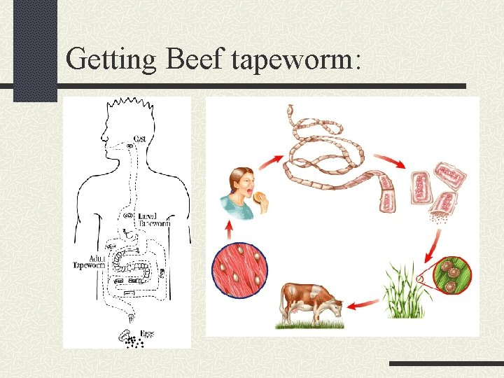 Getting Beef tapeworm: 