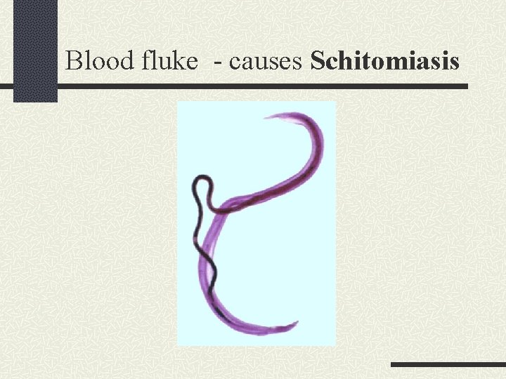 Blood fluke - causes Schitomiasis 