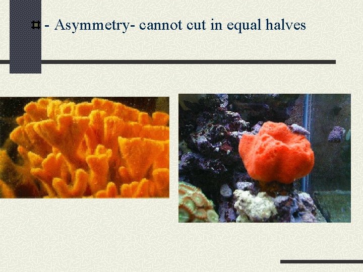 - Asymmetry- cannot cut in equal halves 