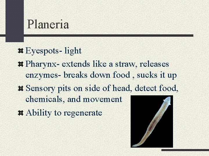 Planeria Eyespots- light Pharynx- extends like a straw, releases enzymes- breaks down food ,