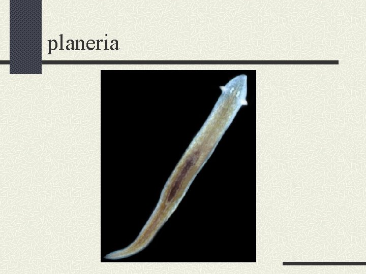 planeria 