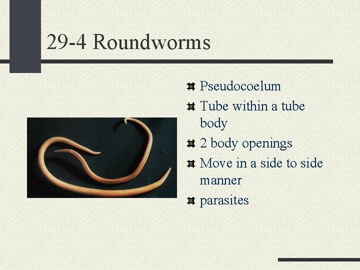 29 -4 Roundworms Pseudocoelum Tube within a tube body 2 body openings Move in