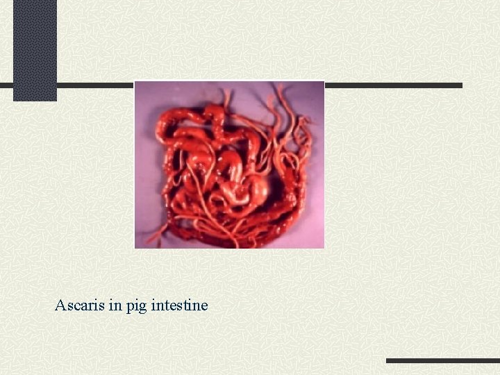 Ascaris in pig intestine 