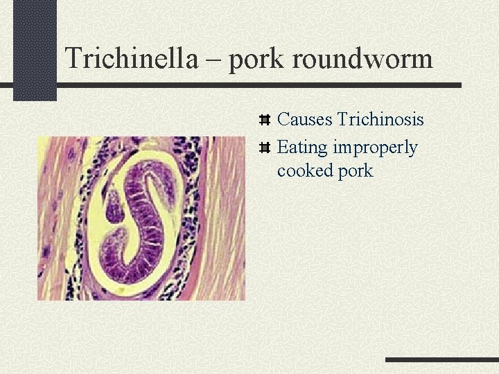 Trichinella – pork roundworm Causes Trichinosis Eating improperly cooked pork 