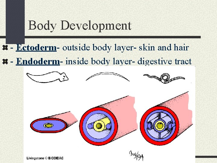 Body Development - Ectoderm- outside body layer- skin and hair - Endoderm- inside body