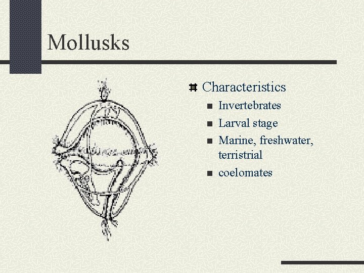 Mollusks Characteristics n n Invertebrates Larval stage Marine, freshwater, terristrial coelomates 
