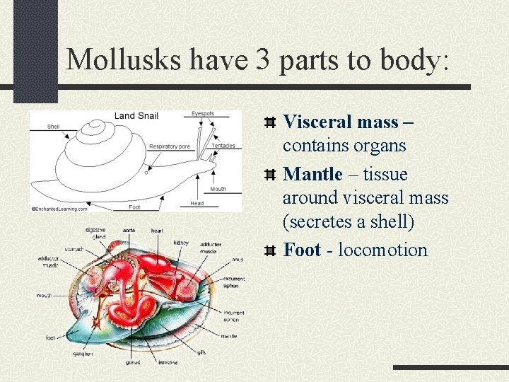 Mollusks have 3 parts to body: Visceral mass – contains organs Mantle – tissue
