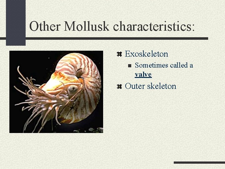Other Mollusk characteristics: Exoskeleton n Sometimes called a valve Outer skeleton 