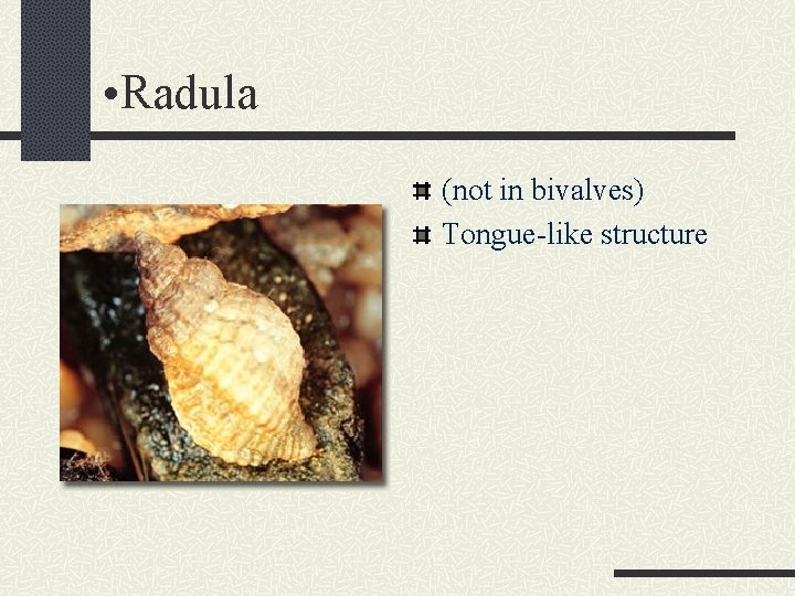  • Radula (not in bivalves) Tongue-like structure 