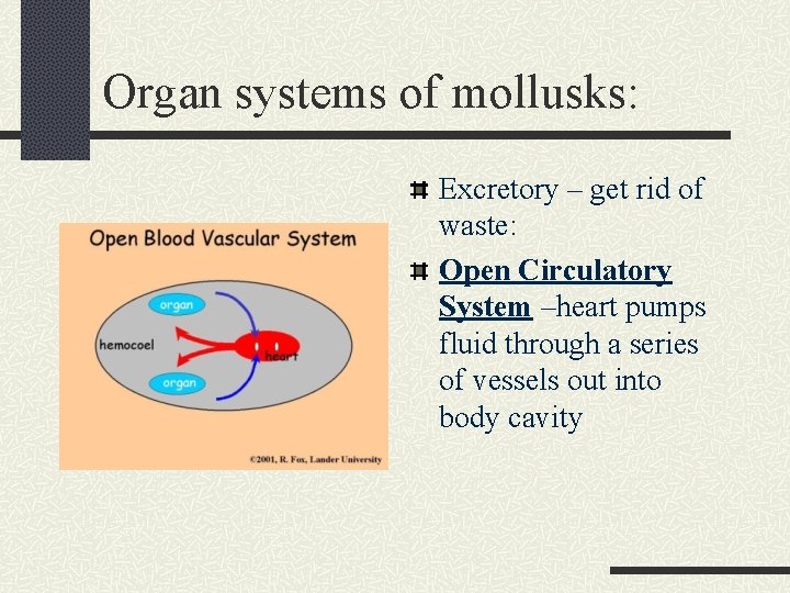 Organ systems of mollusks: Excretory – get rid of waste: Open Circulatory System –heart