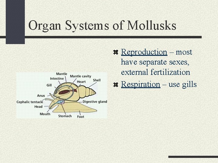 Organ Systems of Mollusks Reproduction – most have separate sexes, external fertilization Respiration –
