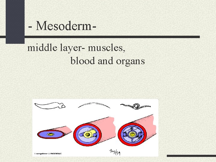 - Mesodermmiddle layer- muscles, blood and organs 