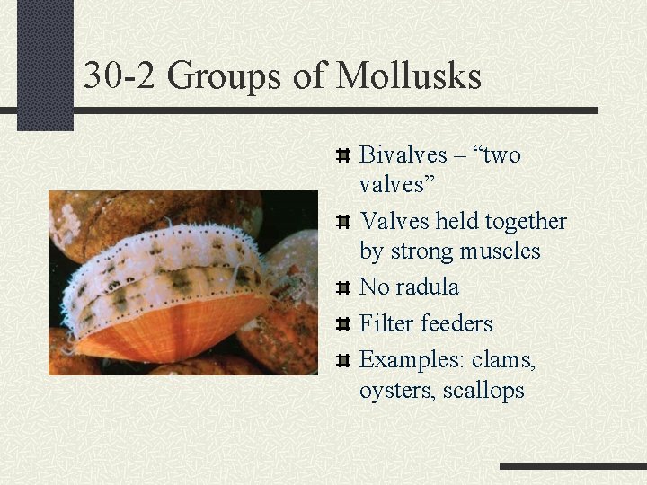 30 -2 Groups of Mollusks Bivalves – “two valves” Valves held together by strong