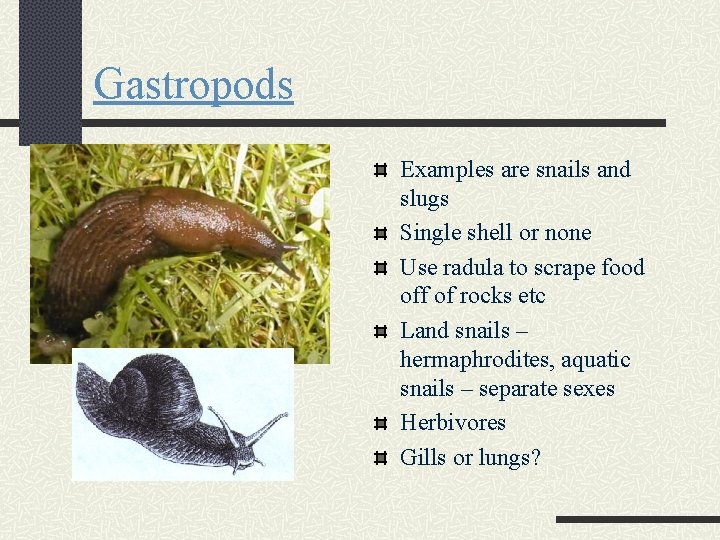 Gastropods Examples are snails and slugs Single shell or none Use radula to scrape