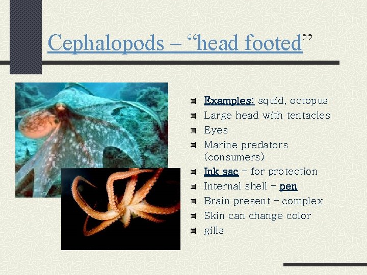 Cephalopods – “head footed” Examples: squid, octopus Large head with tentacles Eyes Marine predators