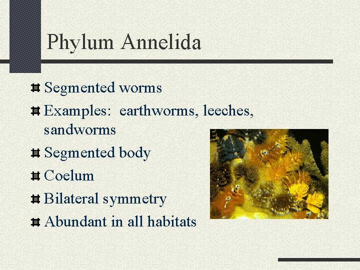 Phylum Annelida Segmented worms Examples: earthworms, leeches, sandworms Segmented body Coelum Bilateral symmetry Abundant