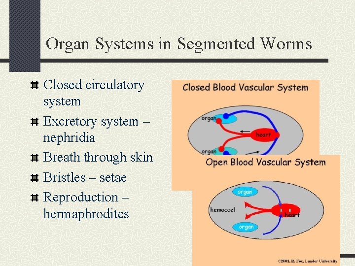 Organ Systems in Segmented Worms Closed circulatory system Excretory system – nephridia Breath through