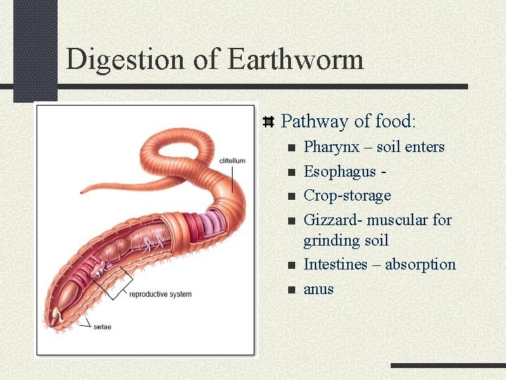 Digestion of Earthworm Pathway of food: n n n Pharynx – soil enters Esophagus