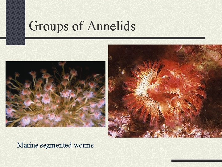 Groups of Annelids Marine segmented worms 