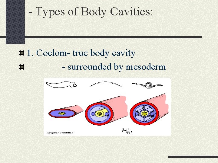 - Types of Body Cavities: 1. Coelom- true body cavity - surrounded by mesoderm